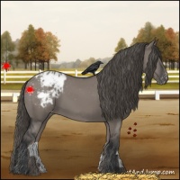 Horse Color:Grullo Blanket 