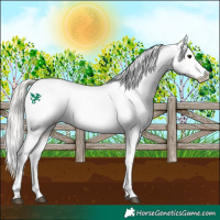 Horse Color:Silver Brown Roan Dun Tobiano Appaloosa 