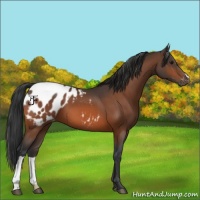 Horse Color:Bay Appaloosa