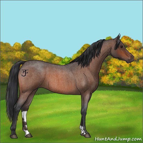 Horse Color:Bay Roan 