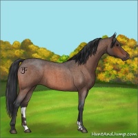 Horse Color:Bay Roan 