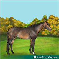 Horse Color:Buckskin 