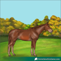 Horse Color:Chestnut 