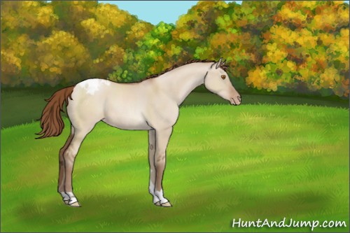 Horse Color:Brown Pearl Dun Appaloosa
