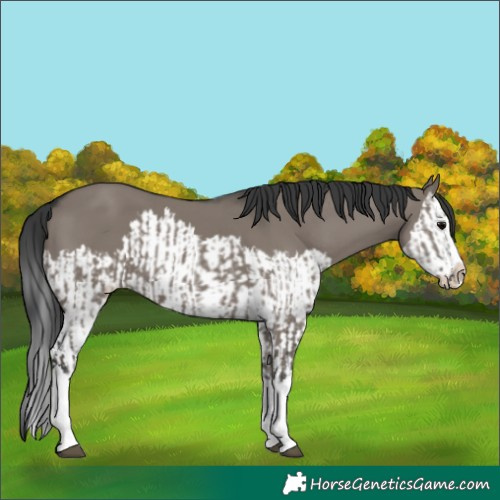 Horse Color:Grullo Sabino Splash  and Grullo Sabino Splash 
