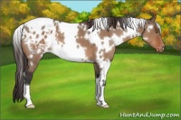 Horse Color:White Spotted Brown Dun Appaloosa 