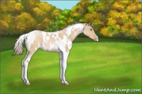 Horse Color:White Spotted Brown Pearl Dun Tobiano