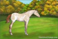 Horse Color:White Spotted Buckskin Pearl Dun 