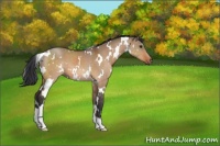 Horse Color:White Spotted Bay Dun 