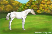 Horse Color:White Spotted Grullo Pearl Tobiano 