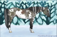 Horse Color:White Spotted Grullo