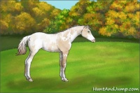 Horse Color:White Spotted Bay Pearl Dun Sabino