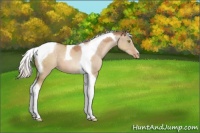 Horse Color:Silver Brown Pearl Dun Tobiano 