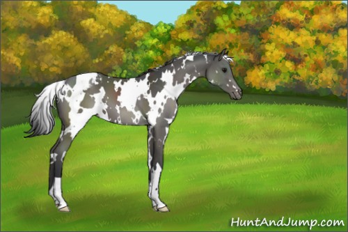 Horse Color:White Spotted Grullo Appaloosa 
