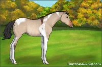 Horse Color:Brown Dun Tobiano Rabicano