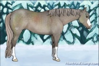 Horse Color:Silver Grullo 