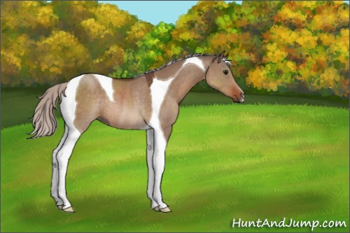 Horse Color:Silver Brown Dun Tobiano Rabicano
