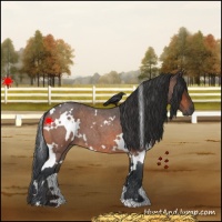 Horse Color:White Spotted Brown Roan 