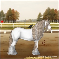 Horse Color:White Spotted Red Dun Frame Appaloosa 