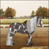 Horse Color:White Spotted Silver Black 