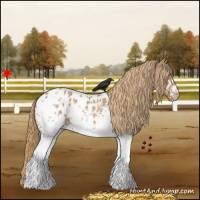 Horse Color:White Spotted Red Dun Appaloosa 
