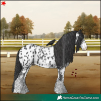 Horse Color:White Spotted Black Appaloosa