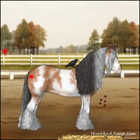 Horse Color:White Spotted Bay