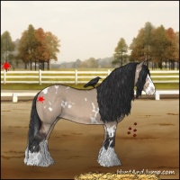 Horse Color:White Spotted Bay Dun Splash Rabicano 