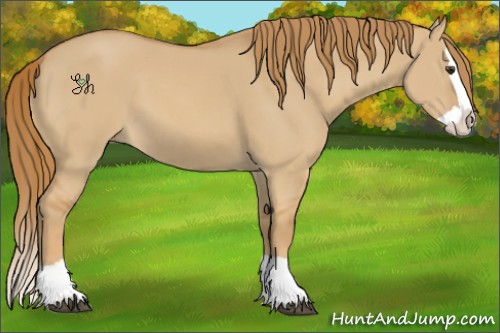 Horse Color:Red Dun Splash 