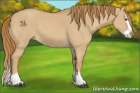 Horse Color:Red Dun Splash 