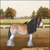 Horse Color:White Spotted Bay 