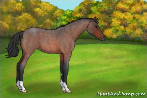 Horse Color:Bay Roan 