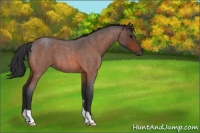 Horse Color:Bay Roan 