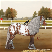 Horse Color:White Spotted Silver Bay Roan Appaloosa 