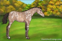 Horse Color:Bay Roan Near Leopard  and Amber Champagne 