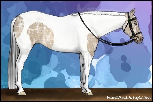 Horse Color:Buckskin Ice Dun Tobiano 
