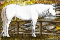 Horse Color:Liver Chestnut Frame Appaloosa Rabicano 