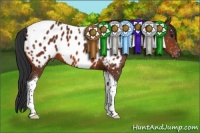 Horse Color:Brown Tobiano Near Leopard 