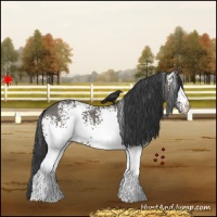 Horse Color:White Spotted Grullo