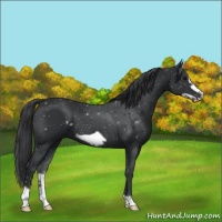 Horse Color:Black Frame 