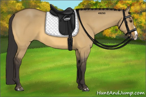 Horse Color:Buckskin Dun 