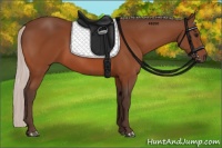 Horse Color:Silver Bay 
