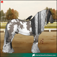 Horse Color:White Spotted Grullo
