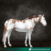 Horse Color:White Spotted Red Dun Splash Frame 