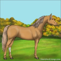 Horse Color:Palomino 