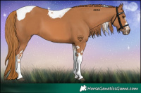 Horse Color:Chestnut Tobiano 