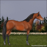 Horse Color:Bay Tobiano  and Bay Sabino Rabicano 