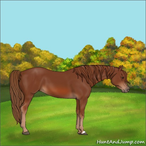 Horse Color:Chestnut 