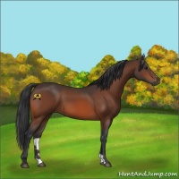 Horse Color:Bay 