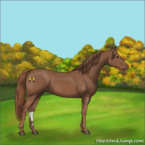 Horse Color:Chestnut 